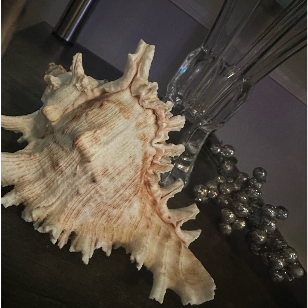Seashell Decor - Picture 5 of 6